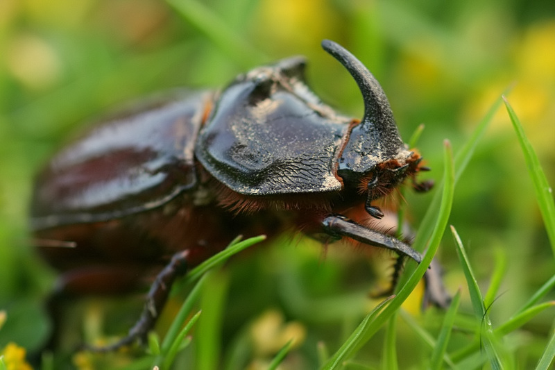 Oryctes nasicornis