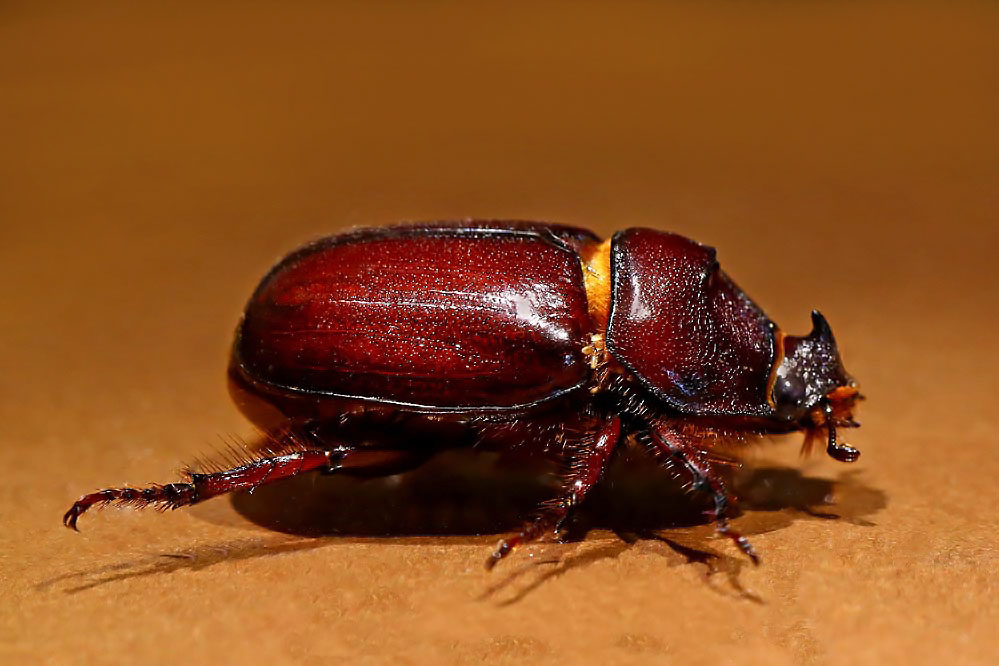 Oryctes nasicornis