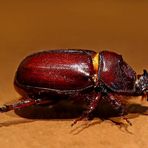 Oryctes nasicornis