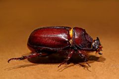 Oryctes nasicornis