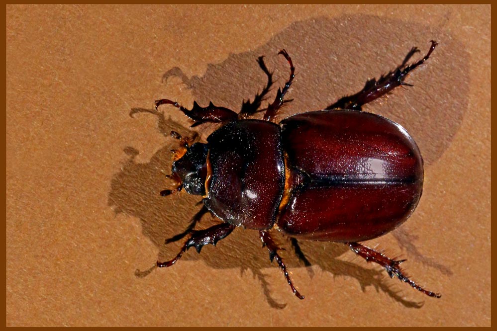 Oryctes nasicornis .