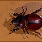 Oryctes nasicornis .