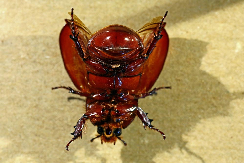 Oryctes nasicornis - auf dem Rücken - Deckflügel geöffnet