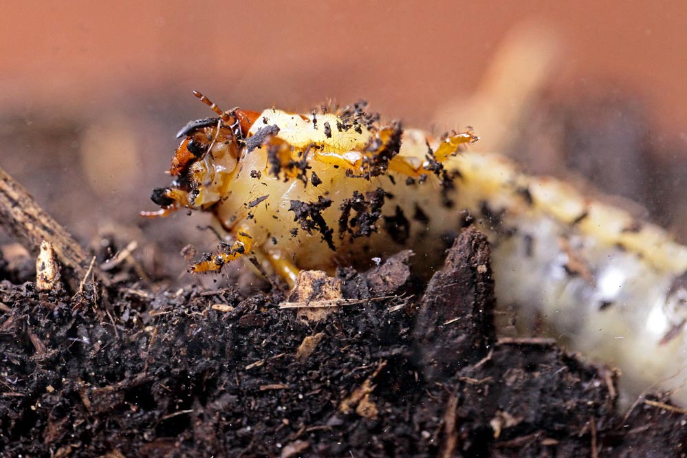 Oryctes nasicornis - in seinem Element beim Umgraben