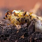 Oryctes nasicornis - in seinem Element beim Umgraben