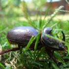 Oryctes nasicornis (scarabeo rinoceronte)