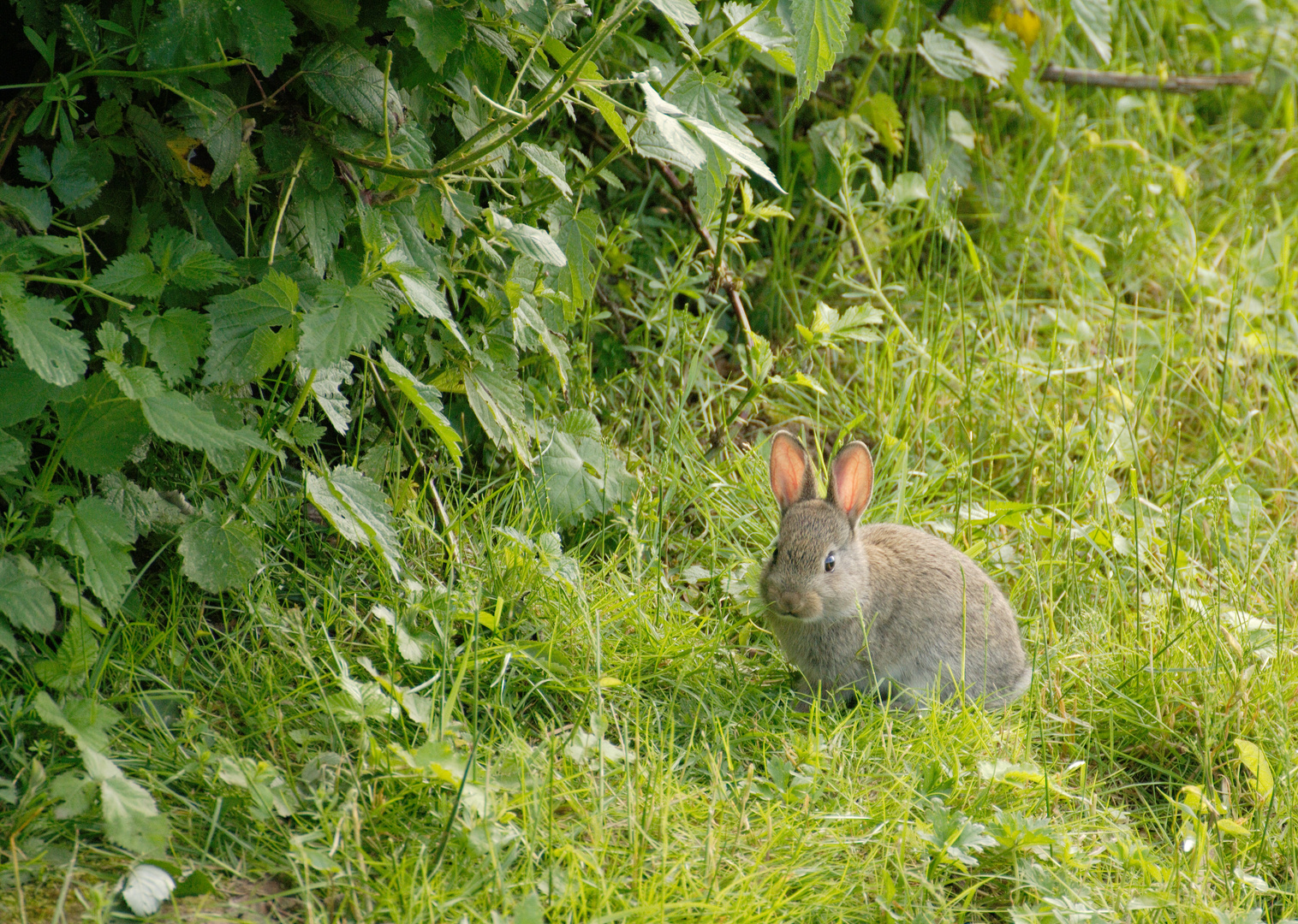 Oryctolagus cuniculus