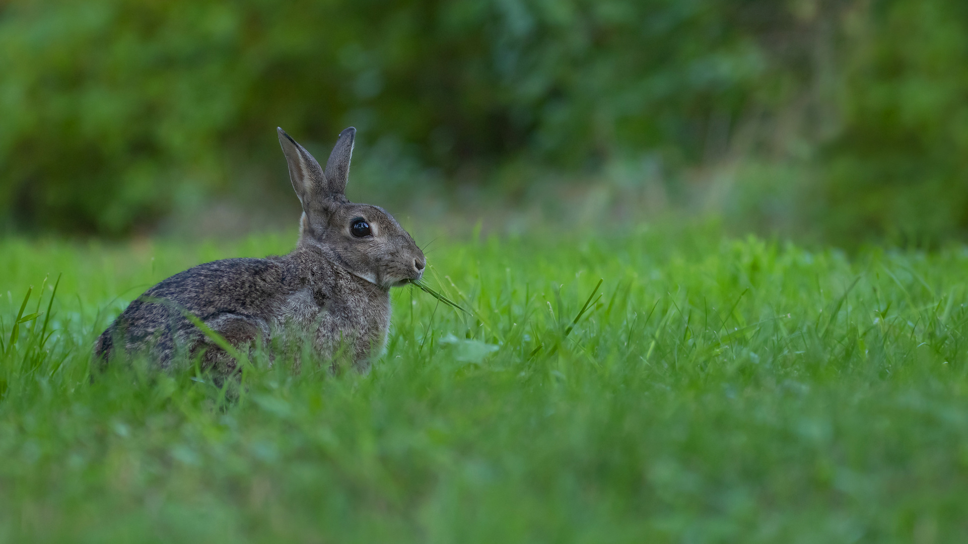 Oryctolagus cuniculus - Wildkaninchen am Mümmeln 