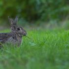 Oryctolagus cuniculus - Wildkaninchen am Mümmeln 