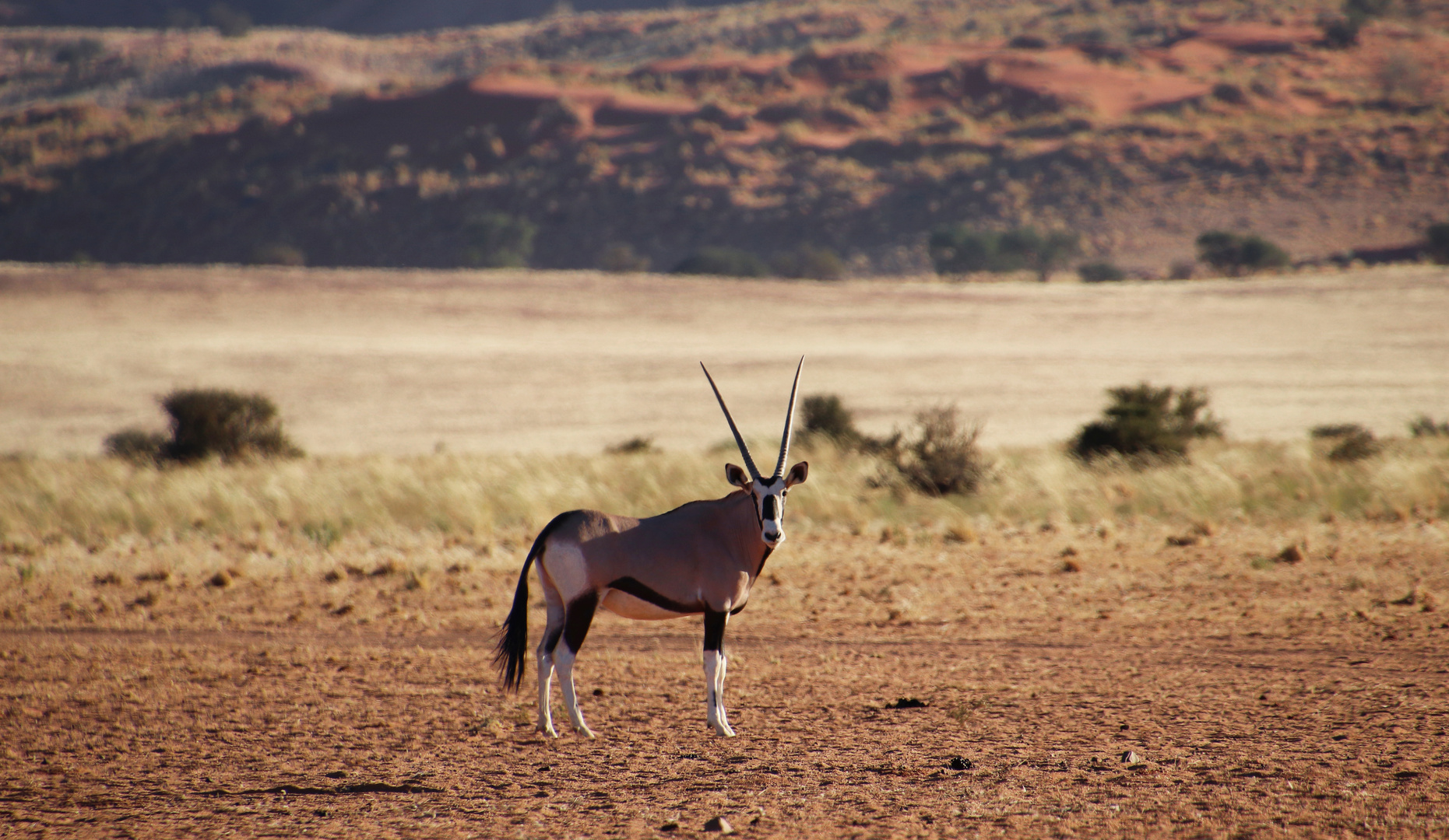 Oryx