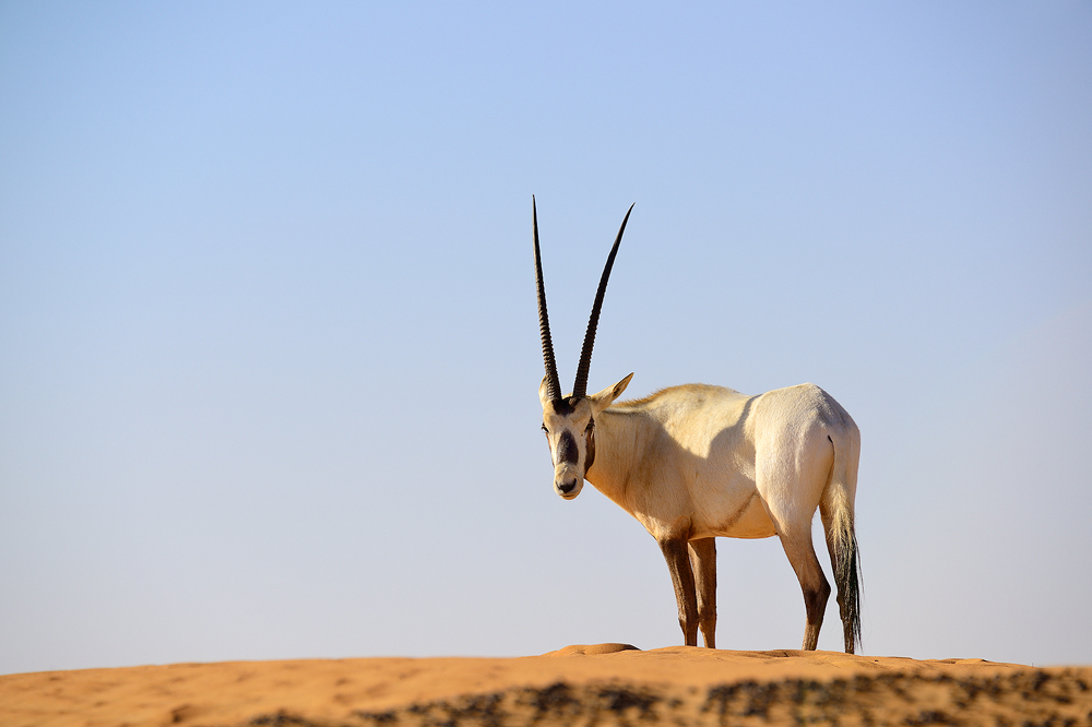 Oryx Foto & Bild landschaft, wüste, dubai Bilder auf