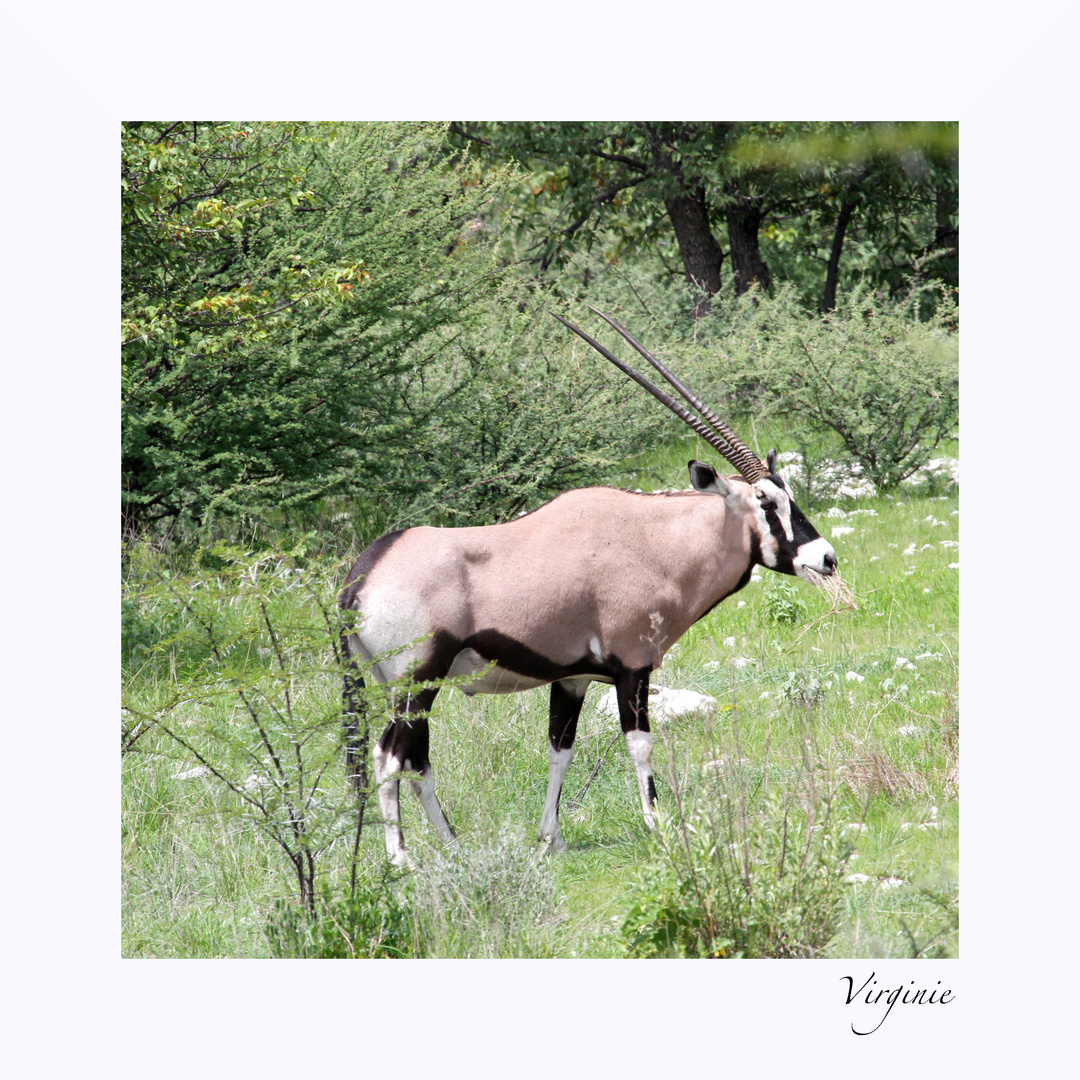 Oryx