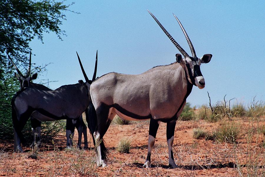 Oryx