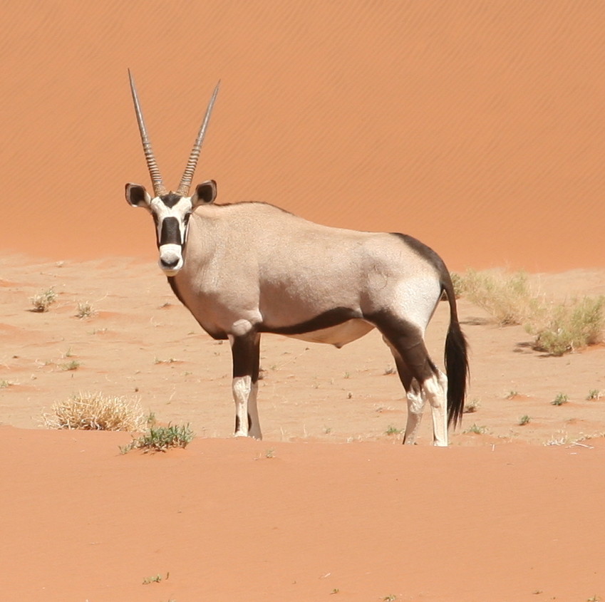 Oryx