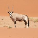 Oryx