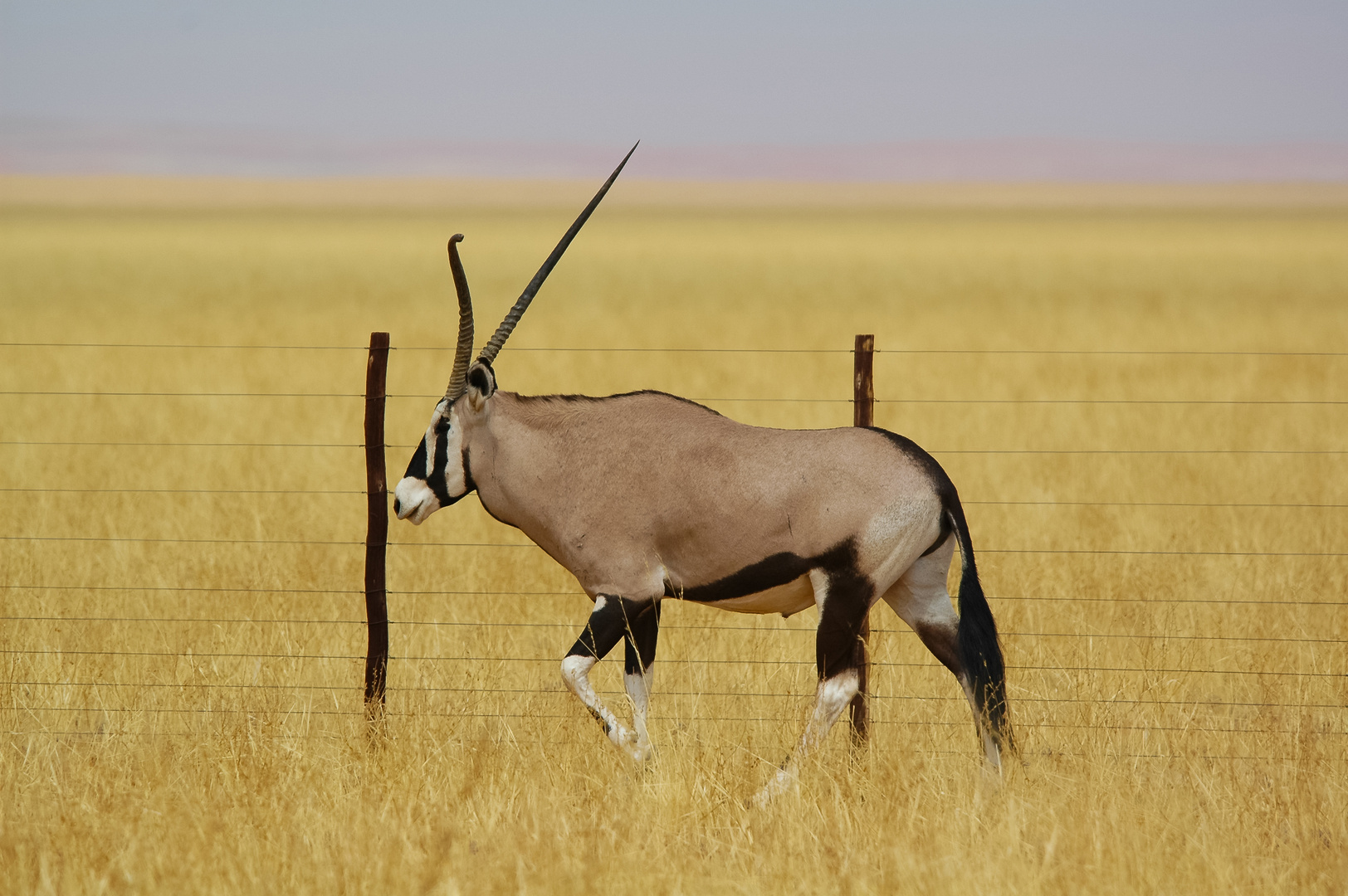 ORYX