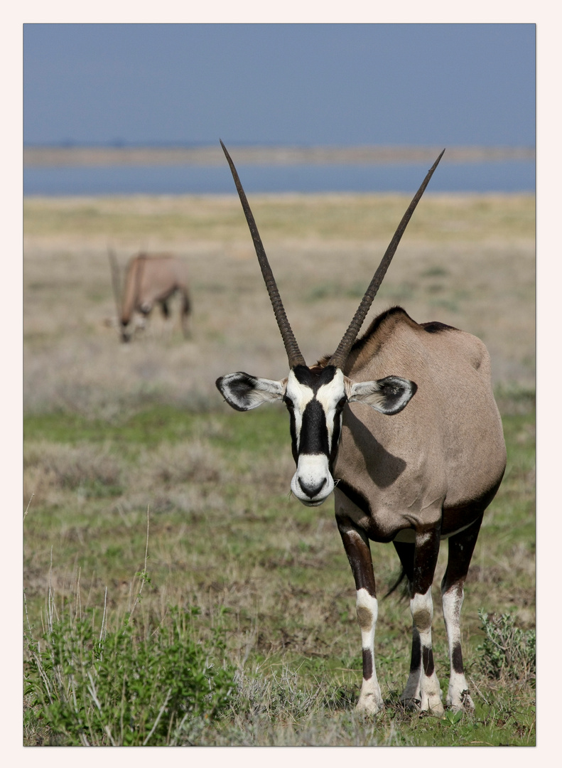 Oryx