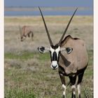 Oryx