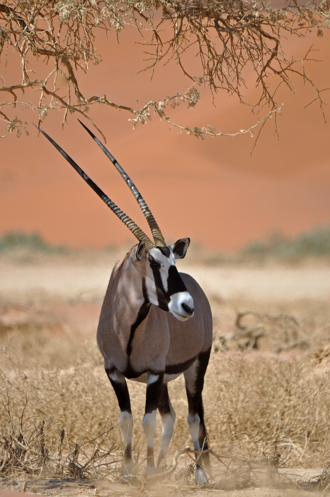 Oryx