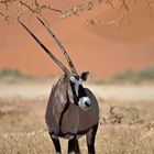 Oryx