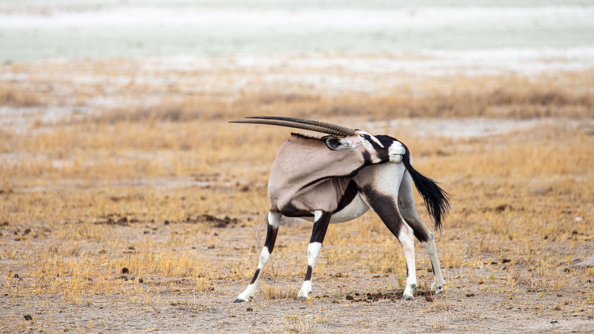 Oryx