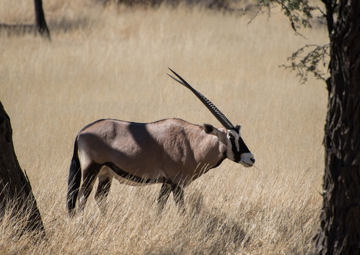 Oryx