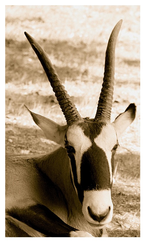 Oryx