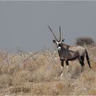 Oryx