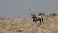 Oryx