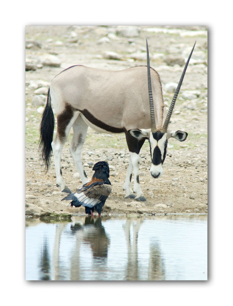 Oryx & Adler