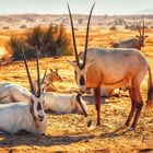 ORYX @ Al Maha