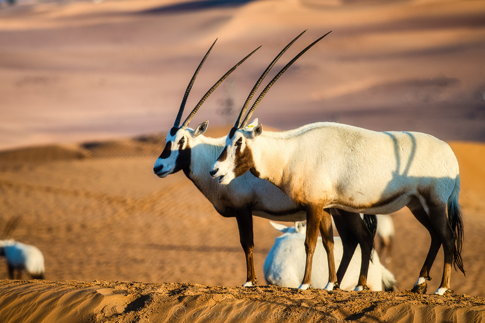 Oryx @ Al Maha