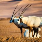 Oryx @ Al Maha