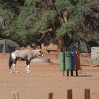 Oryx am Campingplatz