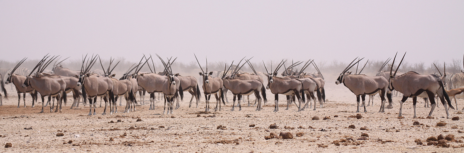 Oryx am Wasserloch