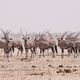 Etosha