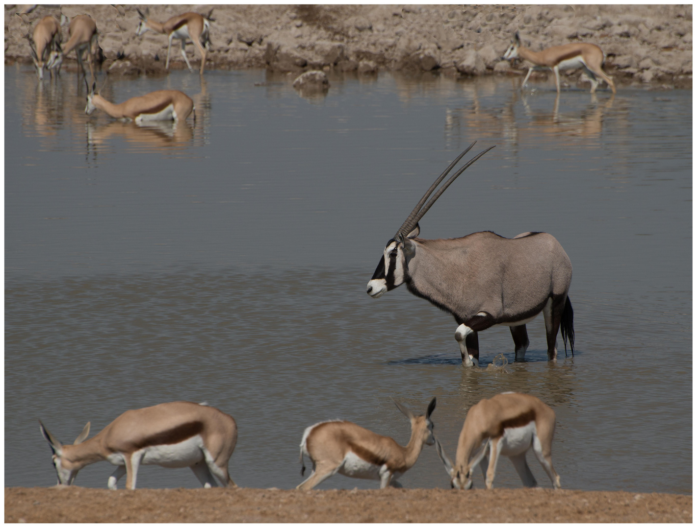 Oryx am Wasserloch