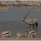 Oryx am Wasserloch