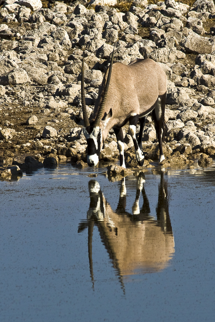 Oryx am Wasserloch - Okaukuejo 2009