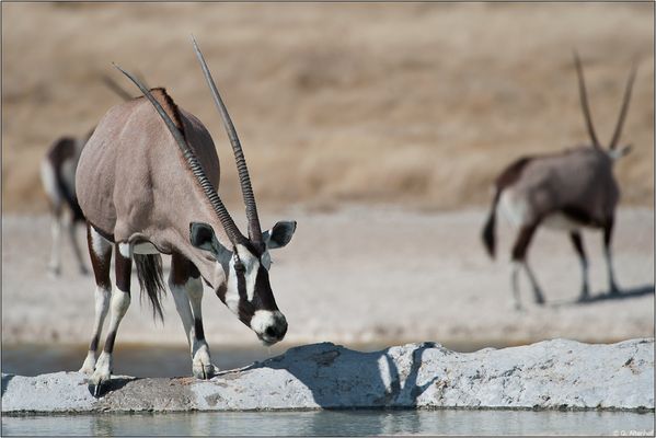 Oryx an der Wasserstelle