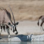 Oryx an der Wasserstelle