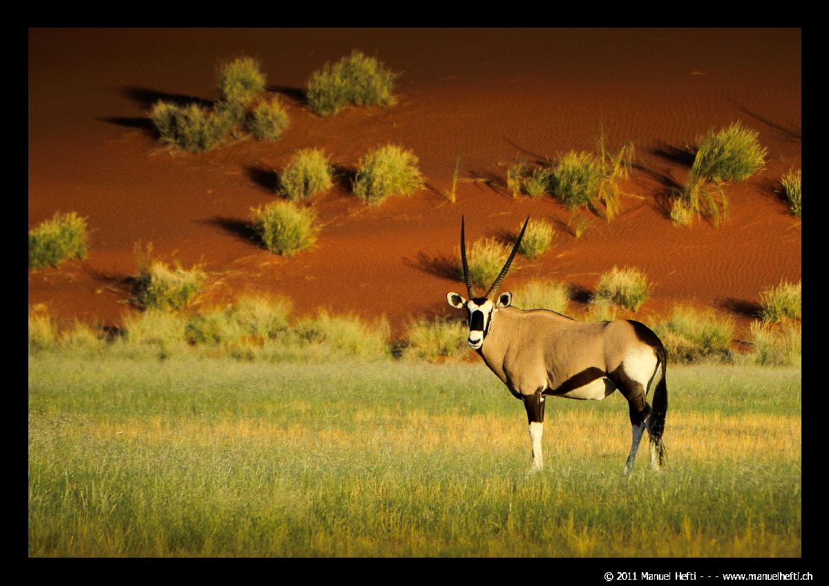 Oryx and Dunes