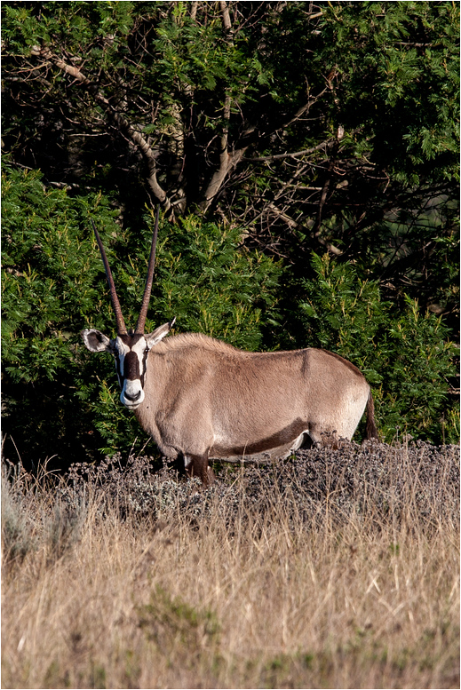 Oryx-Antilope