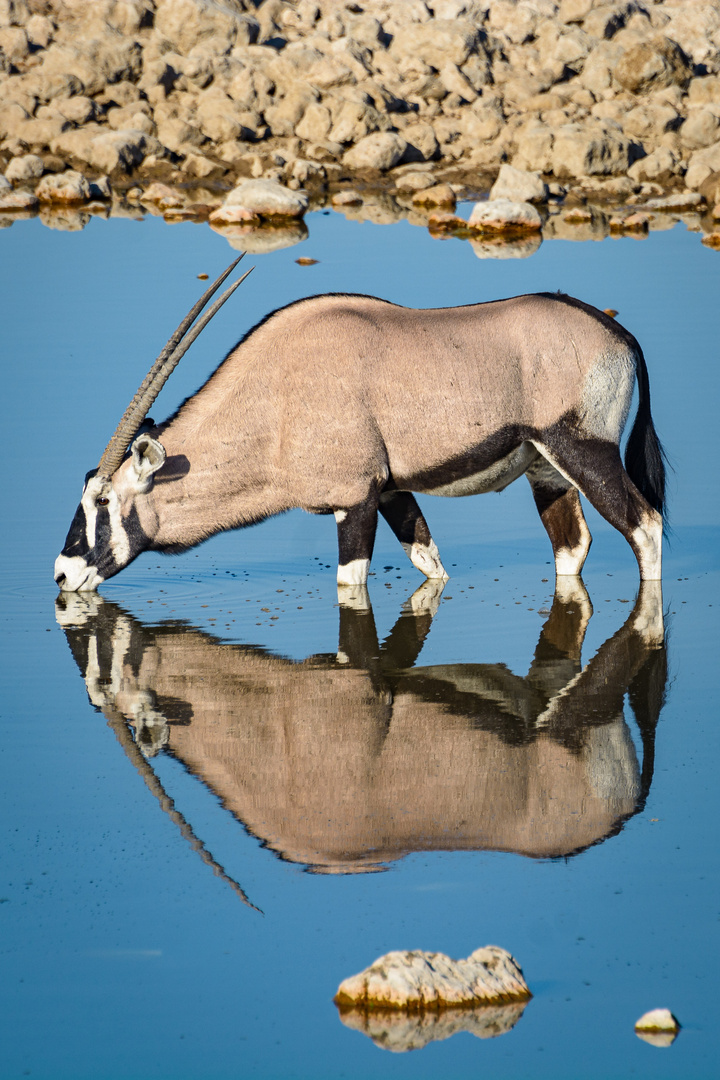 Oryx Antilope 