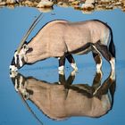 Oryx Antilope 