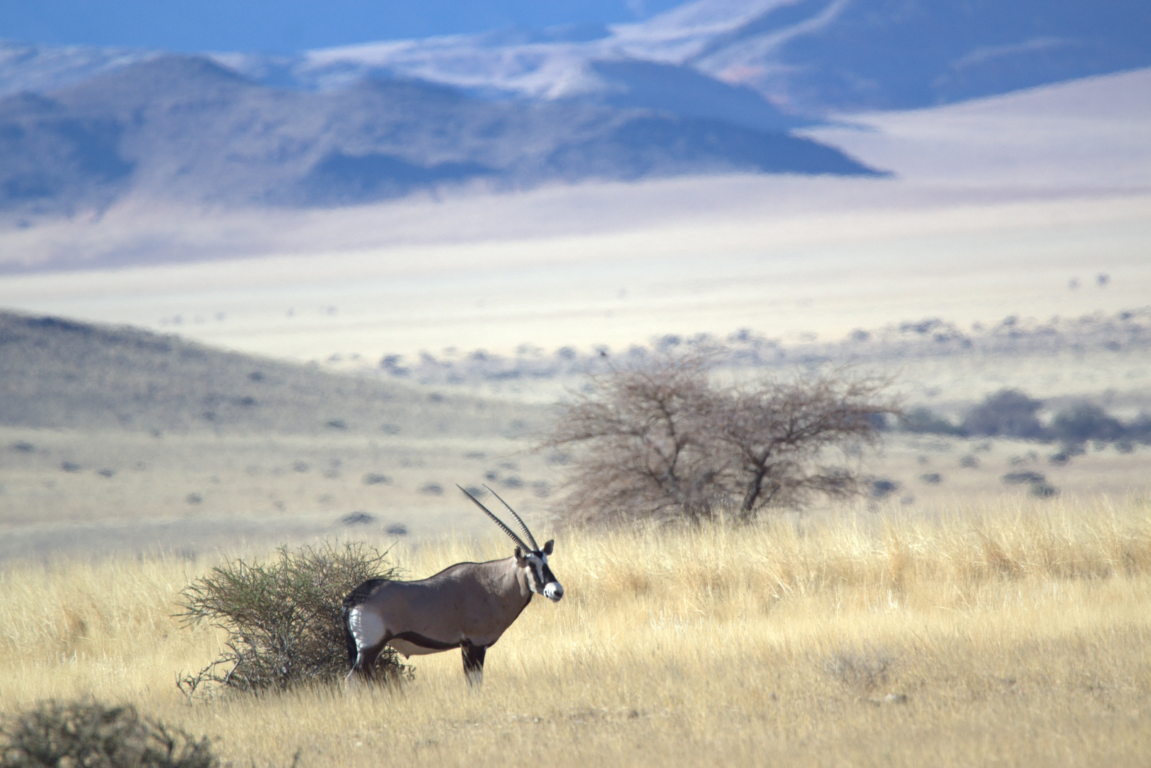 Oryx Antilope