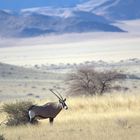 Oryx Antilope