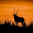 Oryx Antilope