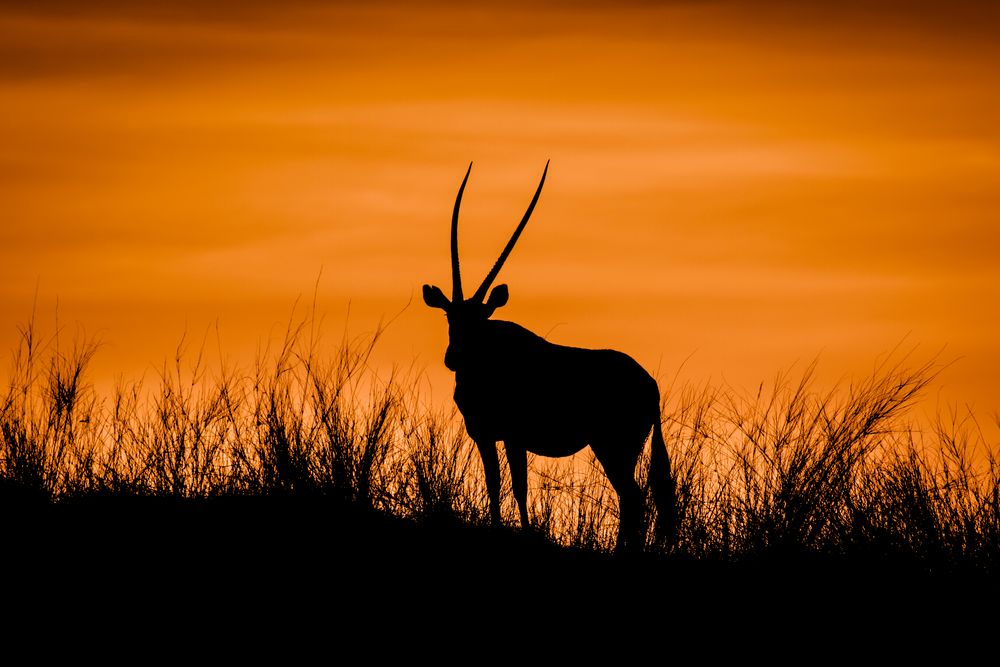 Oryx Antilope