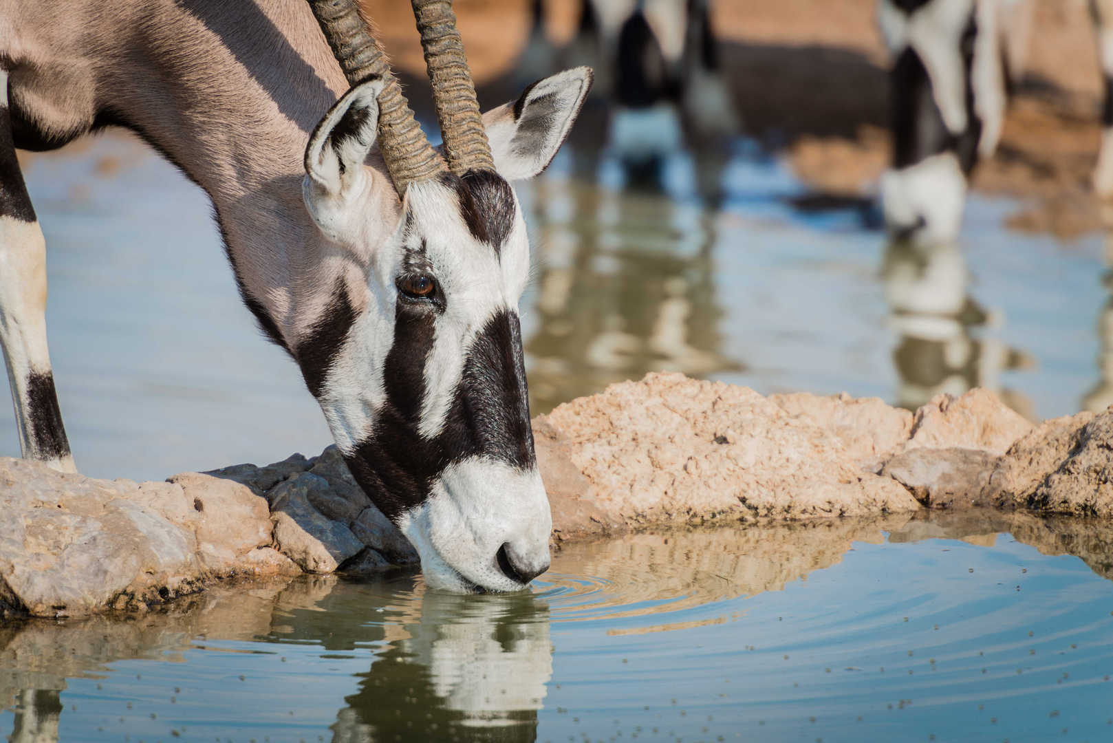 Oryx-Antilope